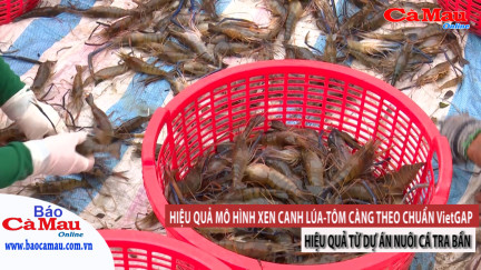 Hiệu quả mô hình xen canh Lúa – Tôm càng theo chuẩn VIETGAP