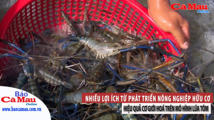 Nhiều lợi ích từ phát triển nông nghiệp hữu cơ