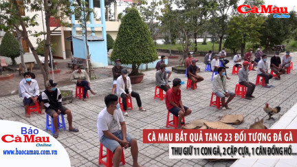 Cà Mau bắt quả tang 23 đối tượng đá gà