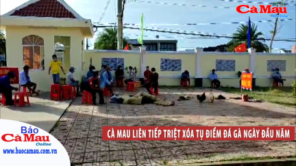 Cà Mau liên tiếp triệt xóa tụ điểm đá gà ngày đầu năm