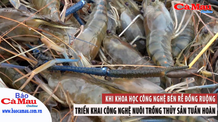 Khoa học công nghệ: Hiệu quả ứng dụng khoa học kỹ thuật vào mô hình lúa - tôm