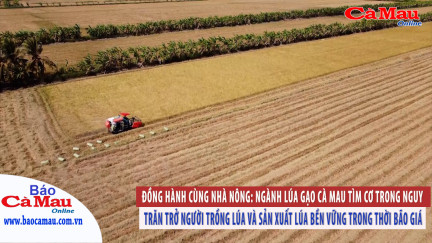 Đồng hành cùng nhà nông: Ngành lúa gạo Cà Mau tìm cơ trong nguy
