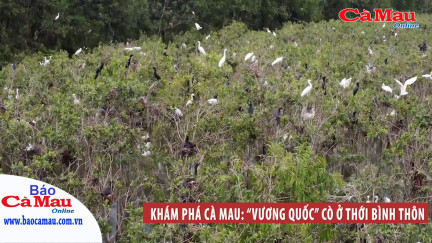 Khám phá Cà Mau: “Vương quốc” cò ở Thới Bình thôn