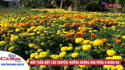 Mỗi tuần một câu chuyện: Những ruộng hoa vùng U Minh Hạ