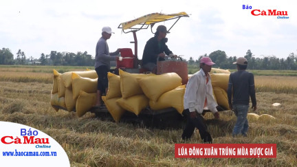 Lúa đông xuân trúng mùa được giá