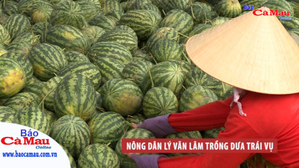 Nông dân Lý Văn Lâm trồng dưa trái vụ