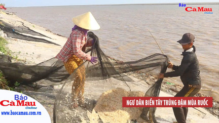 Ngư dân biển Tây trúng đậm mùa ruốc