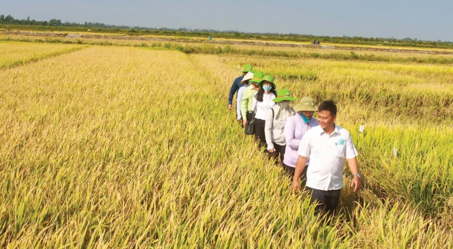 ដោយសារឥទ្ធិពលនៃការរាតត្បាតនៃជំងឺកូវីដ-១៩ ដំណាំរដូវរដូវរងាឆ្នាំនេះ