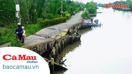 Báo động tình trạng sạt lở lộ giao thông tại xã Cái Nước
