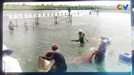 Kinh tế thủy sản 11/10/2025: Chủ động phòng ngừa dịch bệnh trên tôm