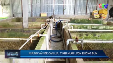 Nông nghiệp và Môi trường 15/10/2025: Phát triển mô hình nuôi lươn không bùn an toàn sinh học