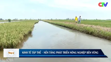 Nông dân Cà Mau 17/10/2025: Vai trò của kinh tế tập thể