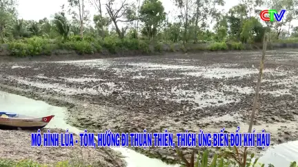 Nông dân Cà Mau 24/10/2025: Nông dân sản xuất ứng phó với biến đổi khí hậu