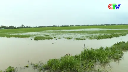 Nông nghiệp và Môi trường 05/11/2025:  Giải pháp cứu lúa ngập do triều cường, mưa lớn