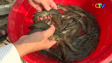 Khoa học và Công nghệ 05/11/2025: Hiệu quả mô hình nuôi tôm sú quảng canh cải tiến hai giai đoạn