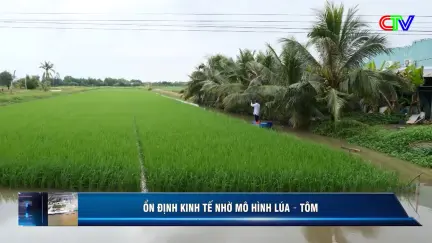 Kinh tế thủy sản 08/11/2025: Hiệu quả mô hình tôm lúa tại tỉnh Cà Mau