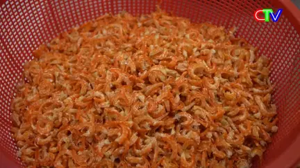 Nông dân Cà Mau 21/11/2025: Các mô hình kinh tế hiệu quả trong nông nghiệp, nông thôn