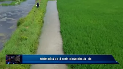 Kinh tế thuỷ sản 06/12/2025: Mô hình nuôi cá kèo: Lợi ích kép trên cánh đồng lúa – tôm