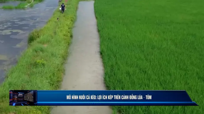 Kinh tế thuỷ sản 06/12/2025: Mô hình nuôi cá kèo: Lợi ích kép trên cánh đồng lúa – tôm