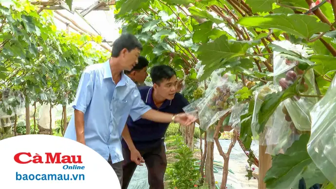 VƯỜN NHO - HÀNH TRÌNH MỚI CHO DU LỊCH CỘNG ĐỒNG Ở NGUYỄN PHÍCH