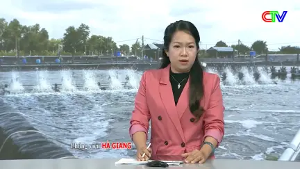 Sự kiện & Bình luận 27/12/2025: Mô hình nuôi tôm thẻ chân trắng thương phẩm siêu thâm canh 3 giai đoạn bằng công nghệ tuần hoàn ít thay nước và an toàn sinh học