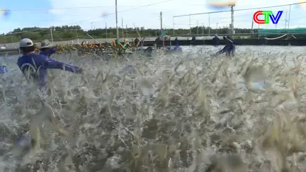 Thời sự tối 06/01/2026