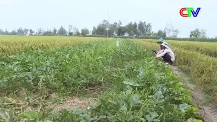 Bạn nhà nông 17/01/2026: Chăm sóc rau màu, vật nuôi phục vụ nhu cầu Tết