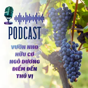 Vườn nho hữu cơ Ngô Dương điểm đến thú vị