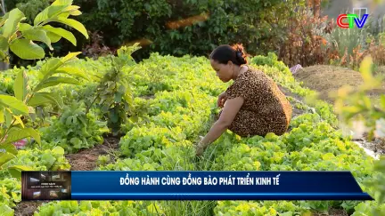 Chính sách cho đồng bào dân tộc thiểu số 19/4/2026: Sinh kế ổn định nhờ nguồn vốn tín dụng chính sách