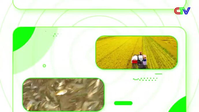 Kinh tế nông nghiệp13/6/2026: Nuôi tôm quảng canh cải tiến thời điểm giao mùa