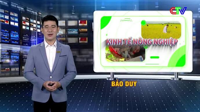 Kinh tế nông nghiệp 26/9/2026: Phát triển giống lúa đặc sản địa phương và nhân rộng mô hình sản xuất thân thiện môi trường