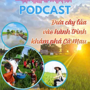 Đưa cây lúa vào hành trình khám phá Cà Mau