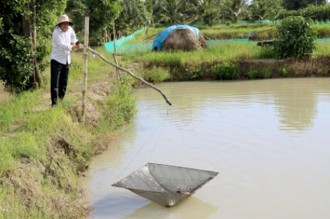 Nông dân Tân Thành lo giá cá bấp bênh