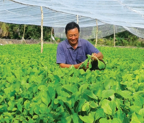 Phát triển bền vững mô hình rau an toàn