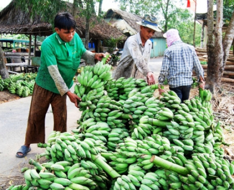 Nông dân lo lắng vì giá chuối giảm mạnh