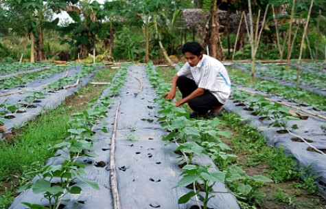 Học Bác để thoát nghèo