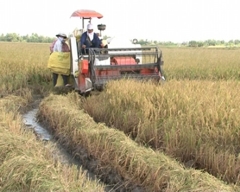 Niềm vui trên cánh đồng lúa VietGAP