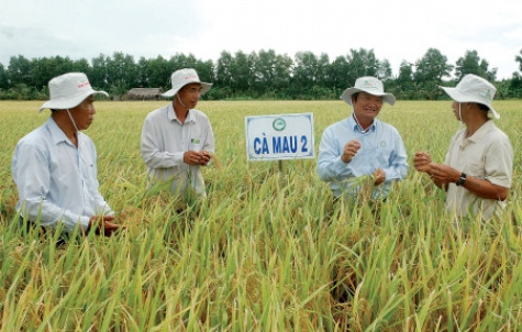 Tạo chuỗi liên kết để nâng cao giá trị lúa, gạo