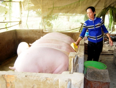 Rà soát quy hoạch chăn nuôi lợn gắn với thị trường