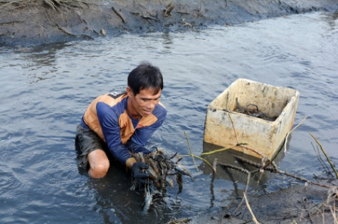 Nông dân phấn khởi đón xuân nhờ vụ tôm càng xanh