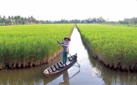 Gạo sạch U Minh