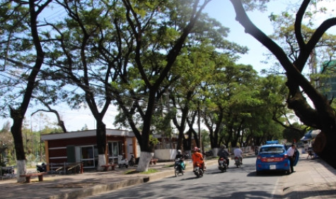 Nhiều tuyến phố xanh - sạch - đẹp