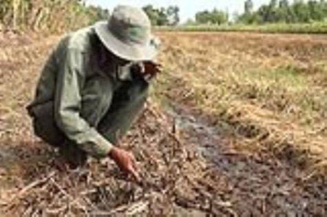 Mưa trái mùa làm thiệt hại hơn 140 ha đậu xanh