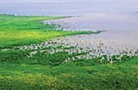 Vươn mãi  mũi đất xanh