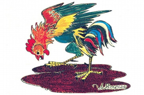 Gà “diều tha”