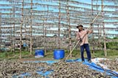 Mùa cá khoai Cái Đôi Vàm trễ hẹn