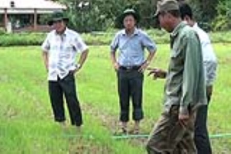 Hơn 70% diện tích đậu xanh mới xuống giống bị thiệt hại