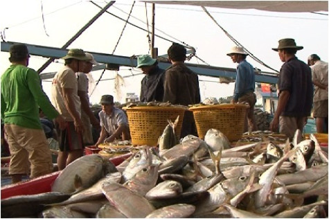 Ngư dân Sông Đốc trúng mực chuyến đầu năm