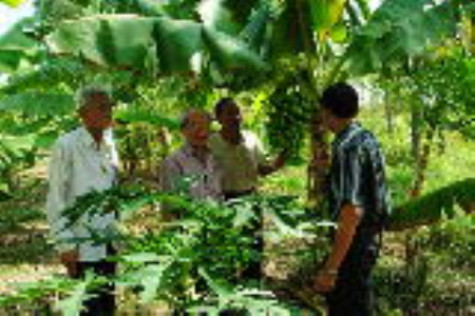 Xây dựng chuỗi liên kết, nâng cao giá trị cây chuối