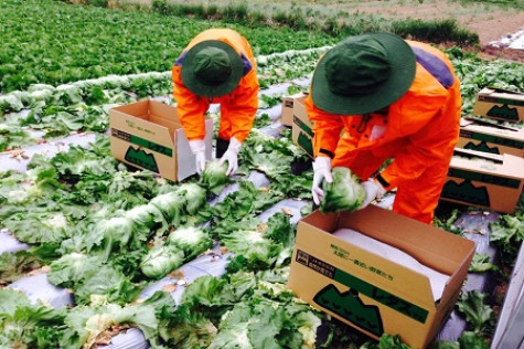 Tháng 1, kim ngạch xuất nhập khẩu cả nước đạt 29,3 tỷ USD